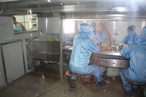 雙興新盛木耳菌包廠 優(yōu)質(zhì)菌包熱銷中，專業(yè)技術(shù)全程指導(dǎo)